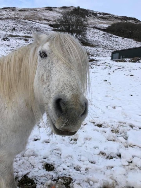 Bright white fluffy dog- how do I stop frightening horses?