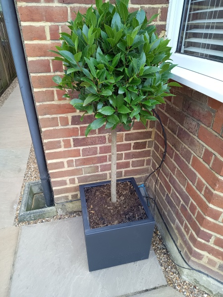 What variety of white flowers for this pot?