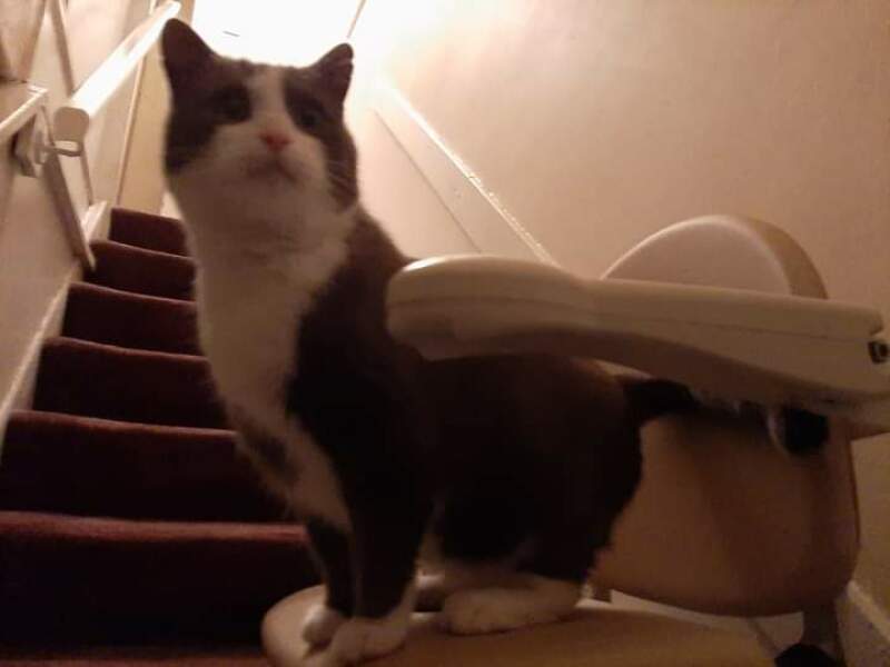 Cat photos