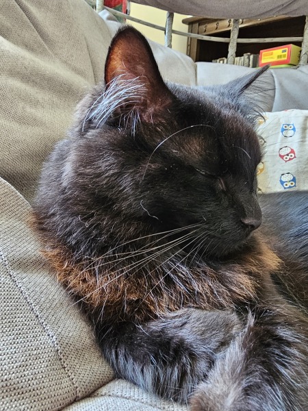 The One where TC moved to Scotland and joined the Excellent Cats