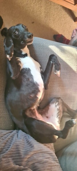 Medication for anxious/reactive dogs?