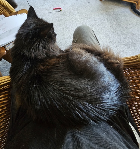 Passports, buckets and spades - the Excellent Cats go on their holidays