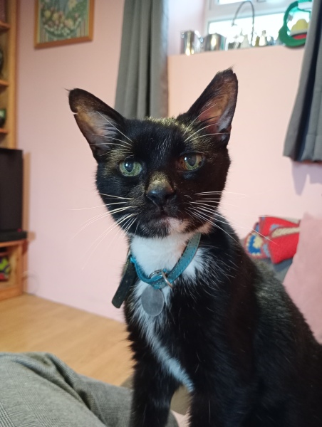 Tell me about having a house cat