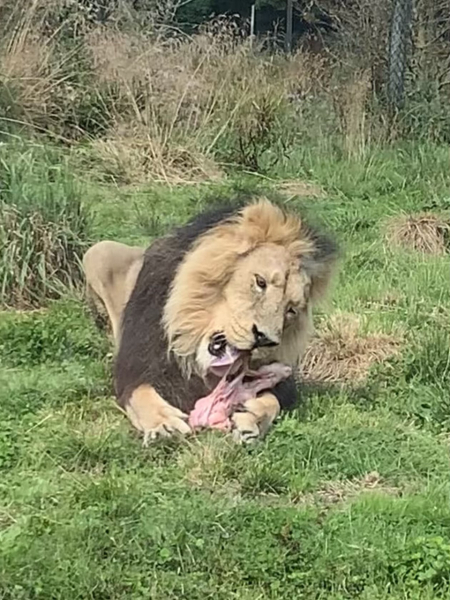 Thread 3 Starmer:  Digging has started, bigger shovel required