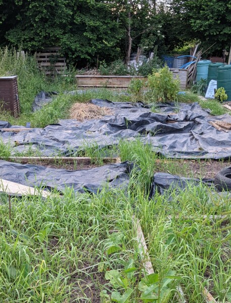 New allotment - any advice?