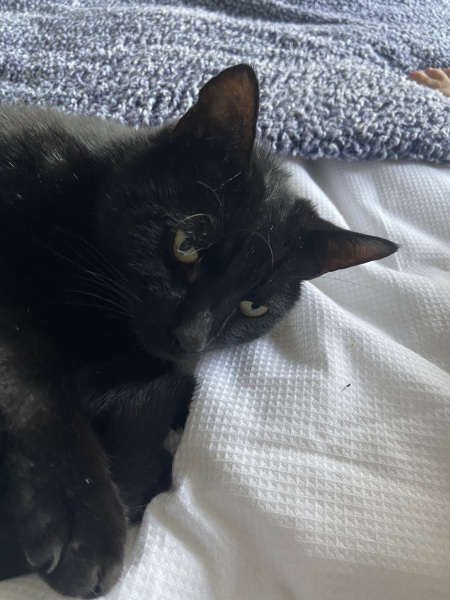 Thread 53 Sunak: Superminority!