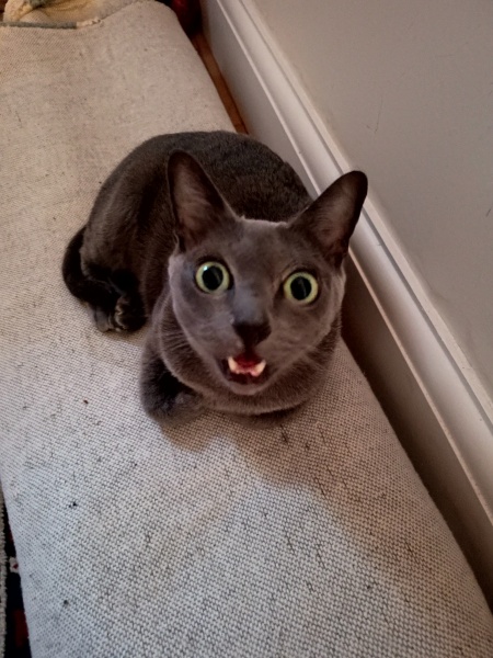 Thread 53 Sunak: Superminority!