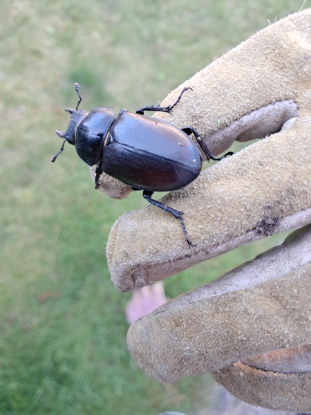 The Bluestocking is reopening