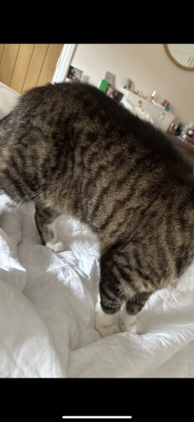 Are these mackerel tabby markings?
