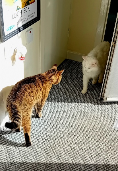 The One where TC moved to Scotland and joined the Excellent Cats