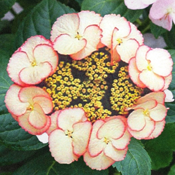 What is this please