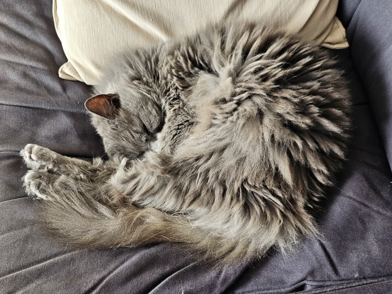 The One where TC moved to Scotland and joined the Excellent Cats