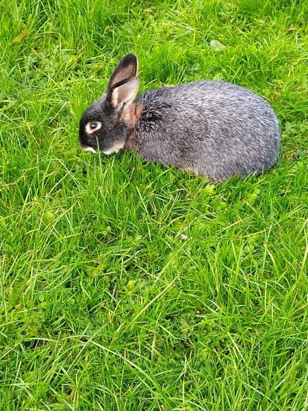 A wild rabbit has moved into my garden… WWYD?
