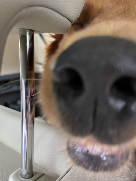 Any Golden Retriever experts?