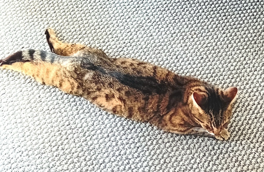 The One where TC moved to Scotland and joined the Excellent Cats