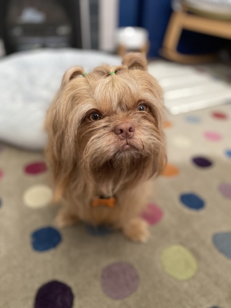 Share Your Dog Stories and Photos! 🐾 Chance to Win £100!