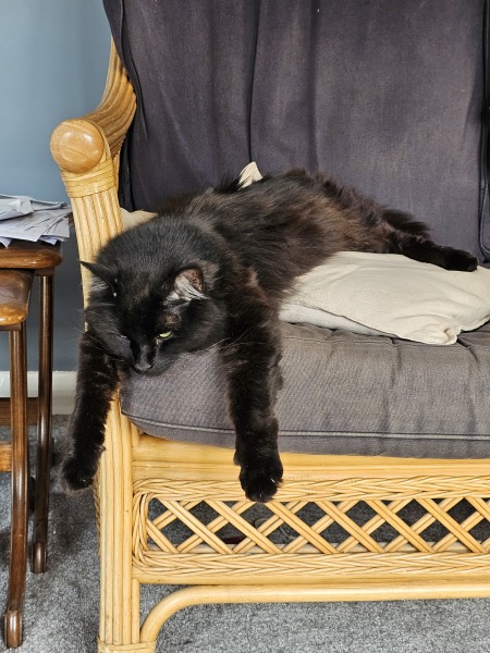 Passports, buckets and spades - the Excellent Cats go on their holidays