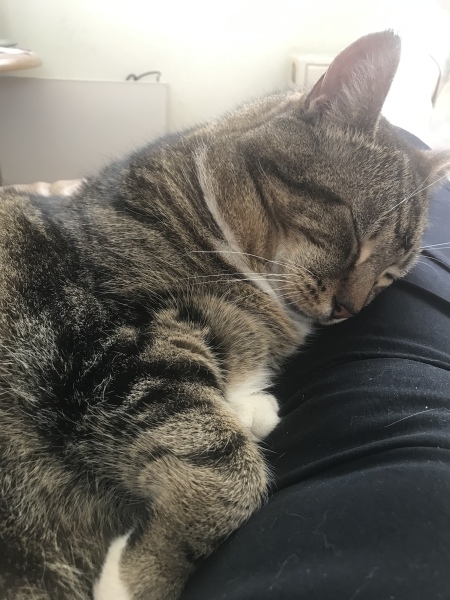 The One where TC moved to Scotland and joined the Excellent Cats