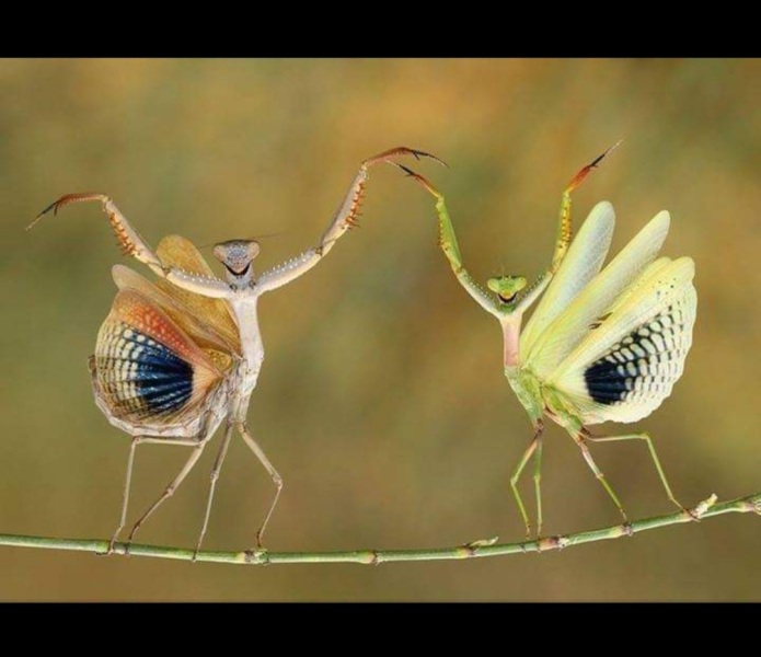 Thread 1 Starmer: A New Hope