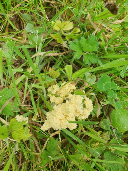 What has laid a LOT of eggs in my lawn?