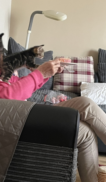 Cat photos
