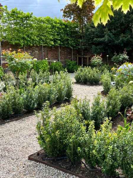 could you please show me your pleached trees?