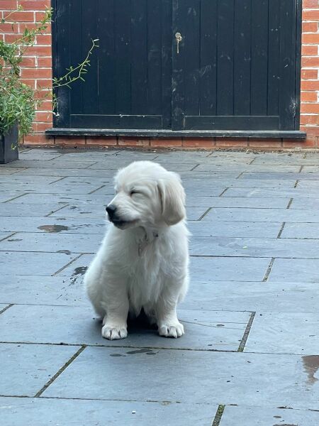 To ask which dog breed you think is most represented in the media?