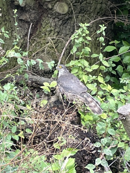 Saw something really cool today