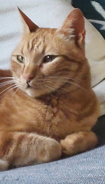 The Orange One is not well.