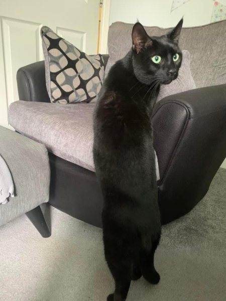 The One where TC moved to Scotland and joined the Excellent Cats