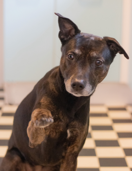 Share Your Dog Stories and Photos! 🐾 Chance to Win £100!