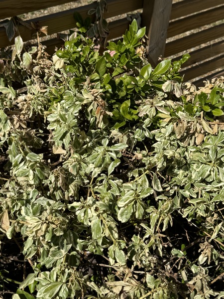 Pittosporum suddenly seems to be dying