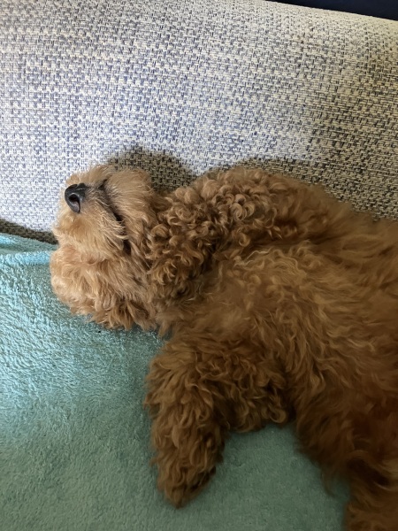 Thread 1 Starmer: A New Hope