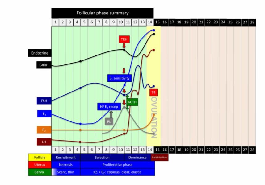 TTC after chemical pregnancy