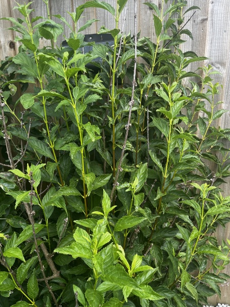 Help identify these new (to me!)  plants