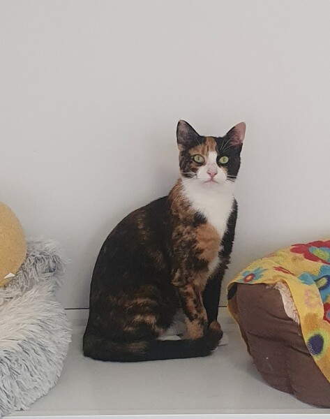 Bit of reassurance for my new rescue cat