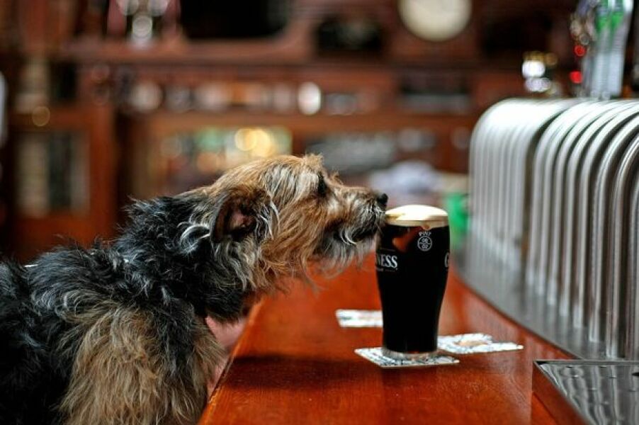 Dogs on tables in Cafes !!