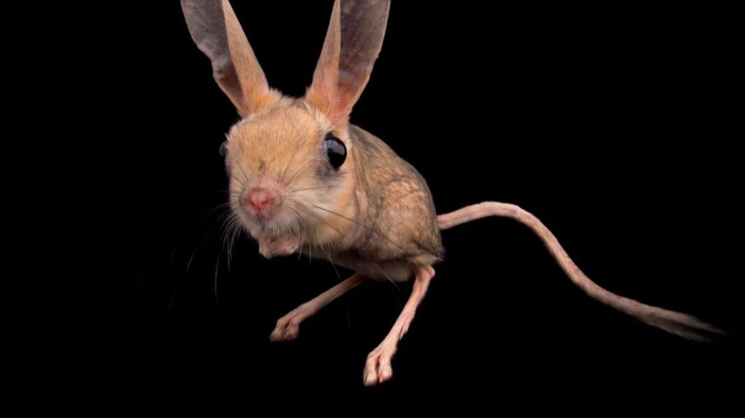 Aston University + gerbil merch thread