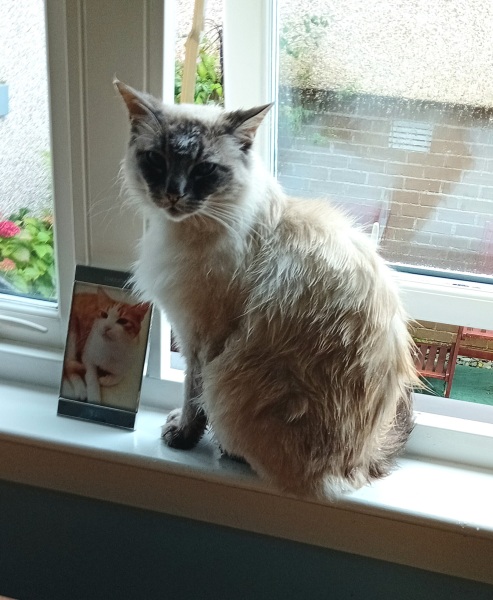 The One where TC moved to Scotland and joined the Excellent Cats