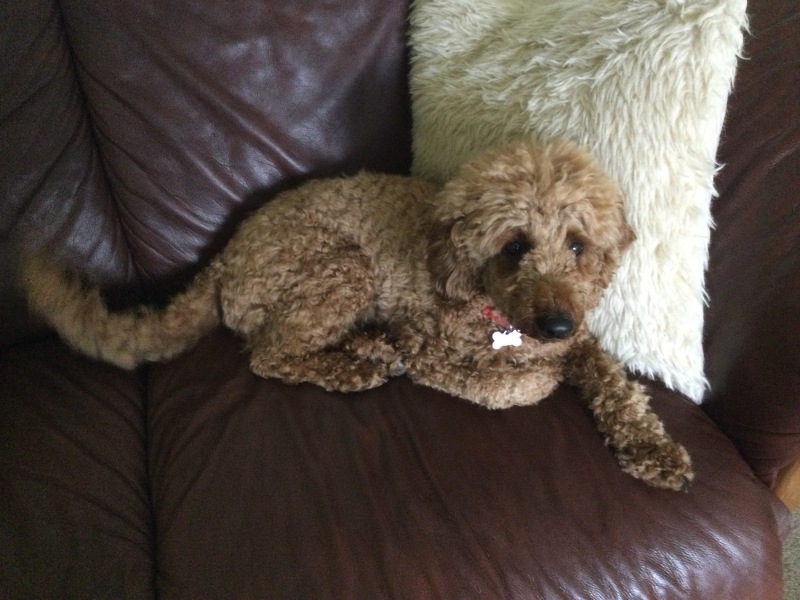 To wonder when the excess of dogs will die down