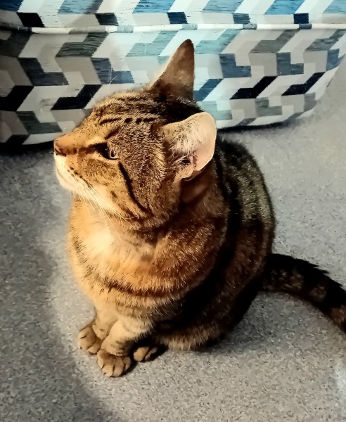 The One where TC moved to Scotland and joined the Excellent Cats