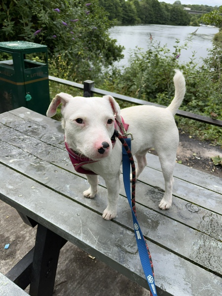 Thread 53 Sunak: Superminority!