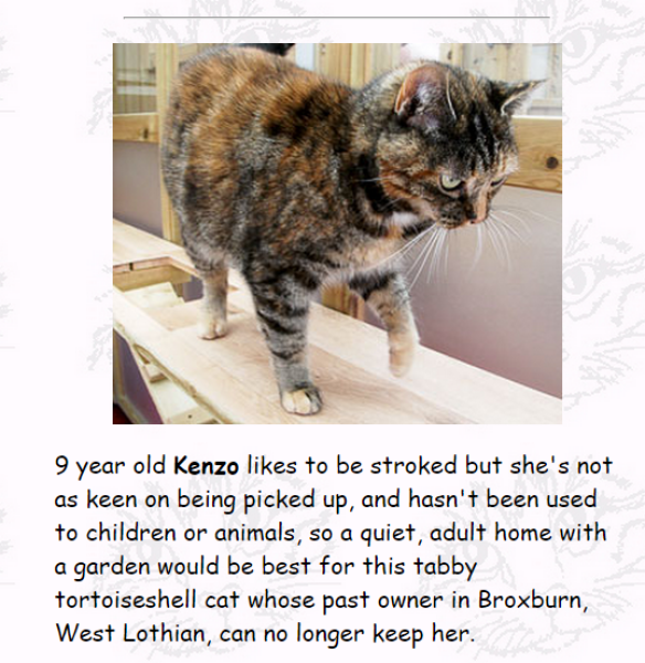 Oh help me, I looked at the "cats needing homes" page!