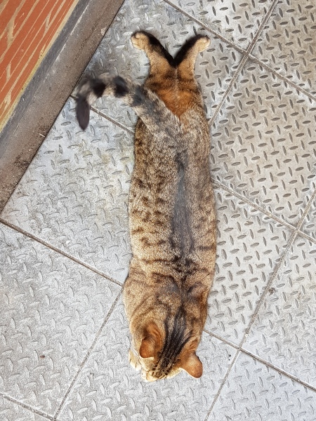 The One where TC moved to Scotland and joined the Excellent Cats