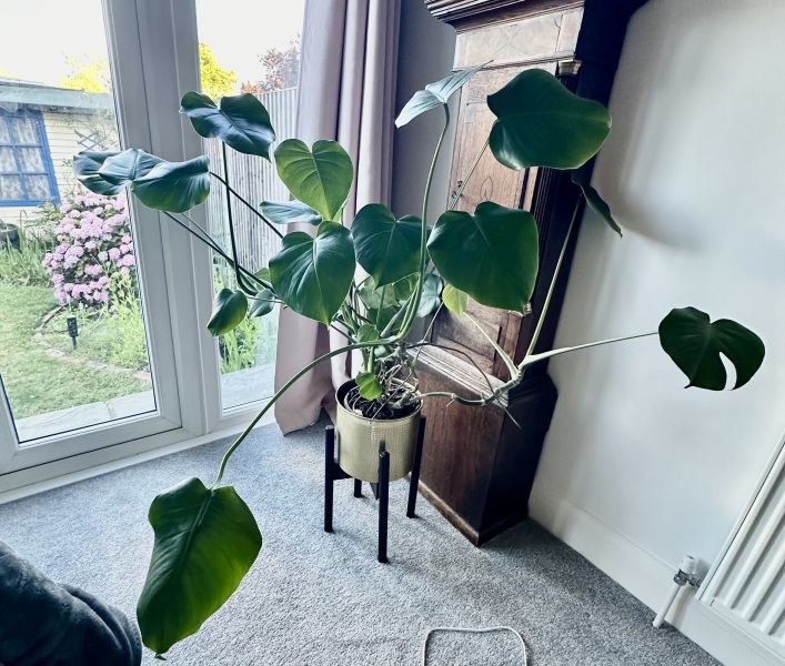What to do with this plant?