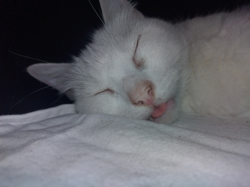 The One where TC moved to Scotland and joined the Excellent Cats