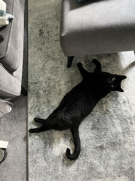 Passports, buckets and spades - the Excellent Cats go on their holidays