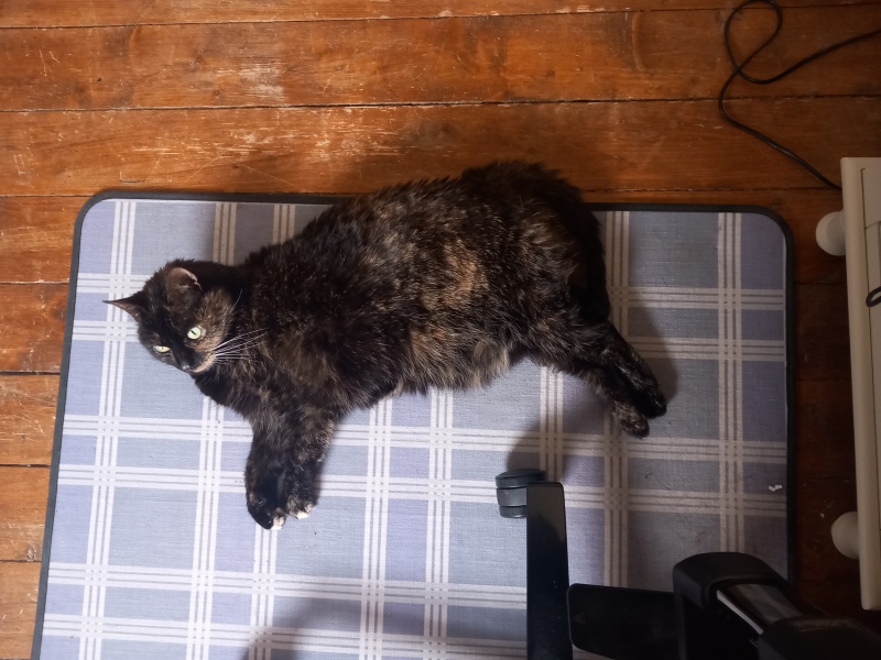 Oh help me, I looked at the "cats needing homes" page!