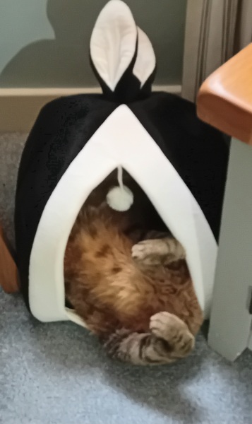 The One where TC moved to Scotland and joined the Excellent Cats