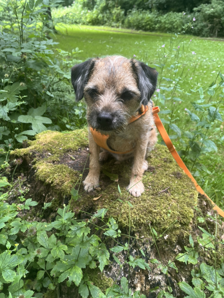 What breed would you recommend for me, small, not too bonkers, wire haired